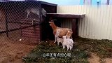 灰狼挑逗山羊，山羊气不过怼了回去，下一秒请憋住别笑