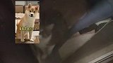猫咪独居一个月，不但没有瘦反而长胖三斤
