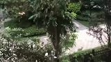 狗子：人家都在下面玩了，快带我出去！