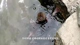 可怜的猴子惨遭母猴残忍暴打，最后奄奄一息，心酸泪目瞬间