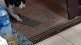 猫咪只要一根火腿，拿到之后撒腿就跑