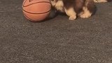 狗子：兄弟们我们来打场篮球吧！