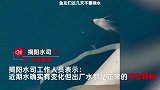 男子给鱼换水整缸鱼全死，自来水厂承认水质有变化：连夜冲洗管道