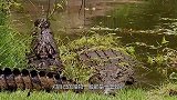 地球上最凶残的鱼，鳄鱼见了它撒腿就跑：惹不起我还躲不起？