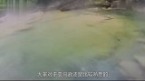 世界第一“夺命”温泉就在亚马逊森林，水沸腾达到100度！