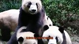 当熊猫知道自己是国宝后，双手叉腰要吃的，太牛了