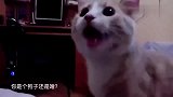 铲屎官把猫咪当狗一样逗，抛出玩具让猫咪叼回来，猫咪太听话了