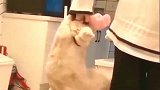 萌宠猫咪：橘猫：赶紧放开我，不然我就用佛上无影脚踢你了