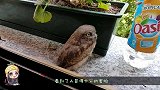 窗外落下一只猫头鹰，小家伙睁大了眼睛，表情也太有意思了