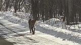 男子开车偶遇东北豹，激动得把它认成小老虎
