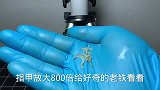 指甲放大800倍你还敢啃吗