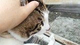猫咪一站在楼顶望风，就“哇唔”的叫个不停…看它脚抓的好紧！