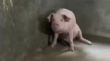 “八戒”墙角吐舌头蹭饭，这也是只眉清目秀的猪猪