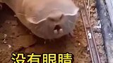 奇怪的物种，没有眼睛