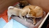 柴犬妈妈和小柴狗玩耍，小家伙们真是可爱极了，想拥有这样的小乖