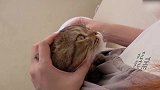 可爱的小猫咪上线，这萌萌哒的小样子，好想养！
