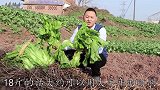 川菜师傅教你正宗四川泡菜，泡一年都不会坏，酸菜鱼必备的老酸菜