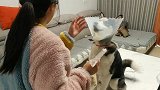 用肉包子引诱狗狗，但当它张开嘴巴时却不给它吃，狗狗急得快哭了