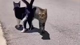 两只猫咪用尾比心