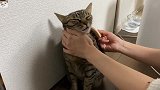 铲屎官给猫咪梳毛，看到喵星人的反应，心疼主人一秒钟