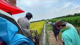 越南稻田里的好东西，但是想要擒住它，你必须得艺高人大胆