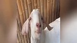 后来他嚼遍全村的草，再也没有当初的味道