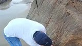 怕猪一样的队友，小伙在石头上发现鲍鱼，一铲下去悲剧了
