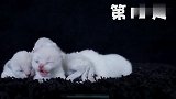 蓝猫出生30天记录，看猫咪这毛色好像不是亲生的快来鉴定一下