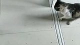 猫：几天没打你了，你还敢吼我！