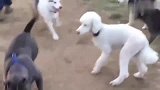 美国比特犬挑衅一群狗，下一秒被围攻秒怂，香港网友：欠揍