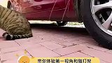 带你体验第一视角和猫打架
