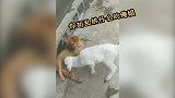 这个小羊羔全网出名了，竟然吃狗奶