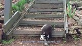 狗狗发现有人跳街舞，上去随便露了一手，路人纷纷笑到停不下来