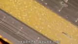 让人欲罢不能的“芥末”，到底是用什么做的？起源地原来不止中国