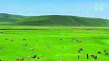 这个夏天总要来一趟呼伦贝尔吧 远离城市的喧嚣 放牛喂马 洒脱自由#来自内蒙古的夏天之邀