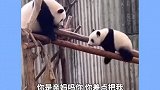 孩子从小不能娇生惯养，这样身价才高，比如熊猫