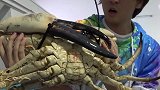 日本小伙买了只“巨型”螃蟹，售价20000元，网友：土豪！