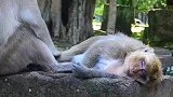 猴妈的美梦被猴王打扰了，猴王这手太贱了