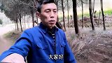 电动工具真的比手工快？蜜蜂分蜂季正式开始，抓紧时间做蜂箱