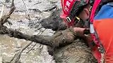 甘肃榆中山洪灾害现场，被埋淤泥30多小时的“狗坚强”获救。网友：谢谢有爱的消防员！