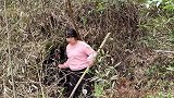 偏僻山村发生的“奇闻异事”，神秘山洞有动静，妹子进去好震惊