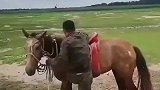 马儿将男子甩下不让骑，没想到男子坚决要驯服它