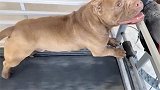 河南洛阳：搜救犬排队跑步，这只怎么在偷懒？不想营业……