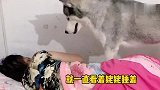如果你醒来 看到你家狗子一直看着你 你会不会被吓到