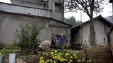 湖北农村杀猪现场，一次杀三头大肥猪，手法老道，轻轻松松就解决
