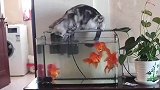 小猫捞鱼，掉入鱼缸神自救