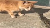 橘猫：没有什么鱼是我不能吃的！鳄鱼：按耐不住了