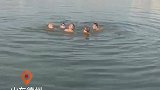 男子在游泳时失温溺水。4位热心大哥先后跳入湖中