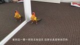 主人把鹦鹉的笼子拆了，气得鹦鹉说话都流利了，看完忍住别笑
