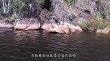 一头鹿想要穿越围栏，结果被卡得死死了，这下尴尬了！(1)